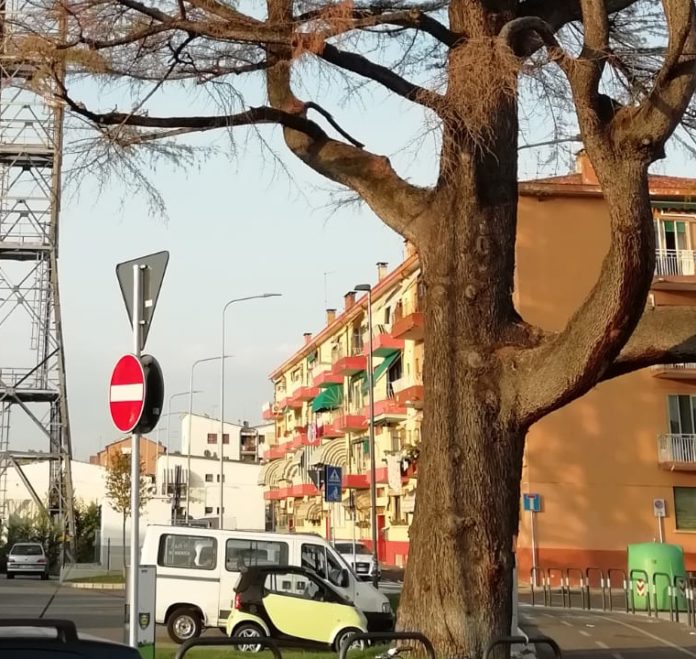 Vicenza, Cedro libano davanti alla Lidl a San Pio X