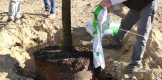 Progetto alberature, al via il reimpianto di 150 alberi in strade e zone della città