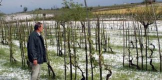 Danni maltempo all’agricoltura, assessore veneto Caner scrive a ministro Lollobrigida per tutto il Nord: “Serve un riscontro tempestivo” Danni all'agricoltura in Veneto per il maltempo (foto di archivio)