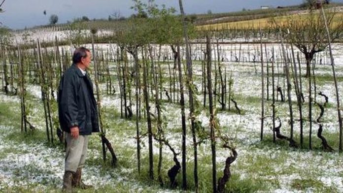 Danni all'agricoltura in Veneto per il maltempo (foto di archivio)