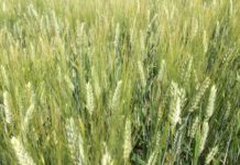 BCC Roma: finanziamento da 5 milioni di euro a Italian Feed Factory Srl della veronese Berti Group cereali veneto bcc roma