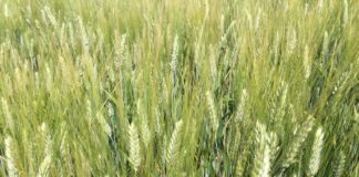 BCC Roma: finanziamento da 5 milioni di euro a Italian Feed Factory Srl della veronese Berti Group cereali veneto bcc roma