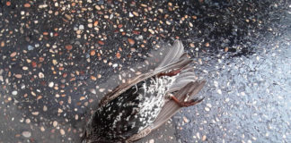 Botti di Capodanno e moria di animali, LAV Bassano: monitoraggio dei fatti accaduti nel bassanese e dopo il Covid “Non torniamo come prima” Botti:'strage' uccelli a Roma, centinaia trovati su asfalto