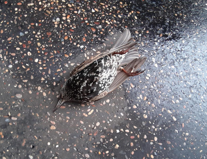 Botti:'strage' uccelli a Roma, centinaia trovati su asfalto