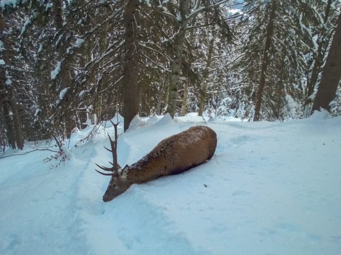 animali freddo sospensione caccia LAV