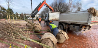 Campo Marzo, via gli aceri: arrivate 64 nuove piante lungo viale Dalmazia