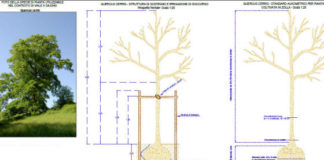 Piano alberature, nuove piante in viale X Giugno e piazzale Matteotti