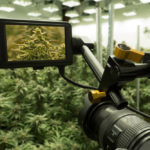 Cannabis terapeutica, Aduc: boom di prescrizioni illecite in Australia Piante di cannabis