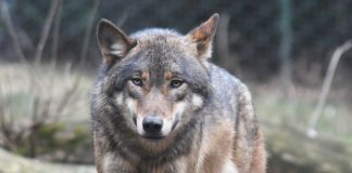 Lupo specie “un po’ meno” protetta. Provincia di Vicenza: “Una buona notizia”. Masolo (EV): “Una sconfitta per tutti” Lupi nel vicentino, venerdì un convegno lupo Indennizzi predazioni Veneto lupo vicenza