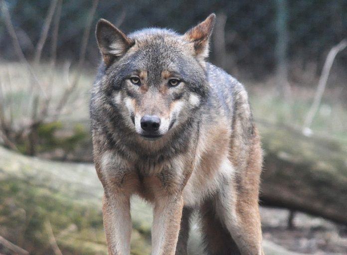 Lupi in Veneto, esemplare di lupo grigio foto Wikipedia