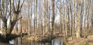 Bortolotto (candidato sindaco di Vicenza per M5S): più attenzione alle “Maddalene”, troppi problemi la attanagliano Maddalene: sorgenti Seriola