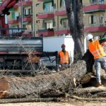 San Pio X, rimosso cedro del Libano morto
