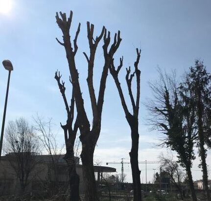 alberi via cadamosto villaggio del sole post potatura