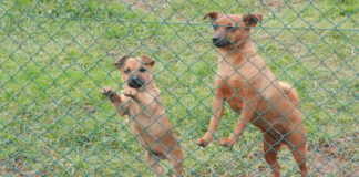 Contrasto maltrattamento animali, la polizia locale intensifica le attività sul territorio