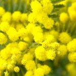 8 marzo, la provocazione di Donvito (Aduc): “abolire festa della donna” mimosa