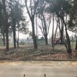 Villaggio del Sole, interrogazione Asproso (Coalizione Civica): “potature devastanti, verificare qualità lavoro con tecnico esperto” potature via Cadamosto