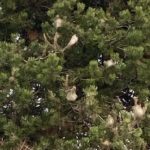 Laghetto, bozzoli infestanti di processionaria. Asproso (Coalizione Civica): “vanno rimossi” processionaria infestante a Laghetto