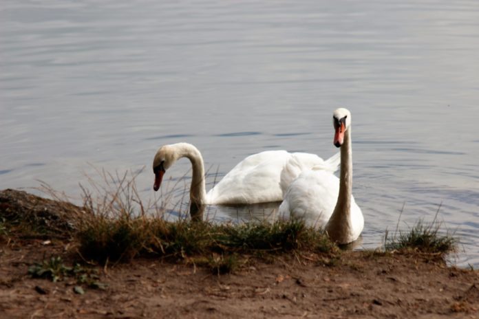 cigno arturo