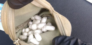 Polizia locale, il cane antidroga Aria contribuisce all’arresto di uno spacciatore