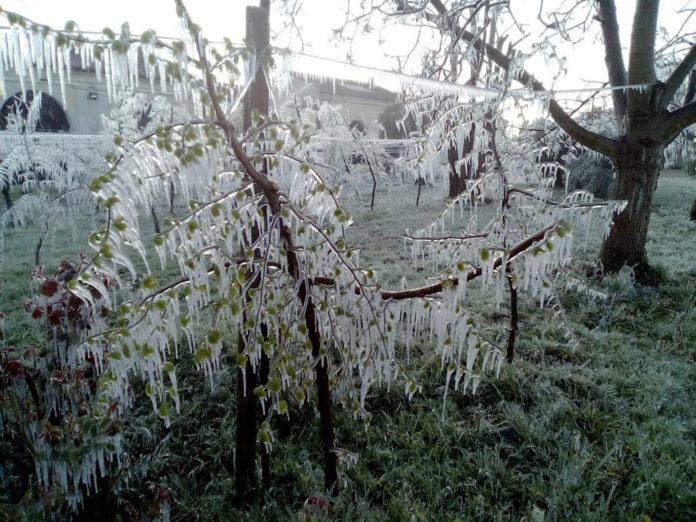 mele Noventa vicentina gelata meno sei gradi