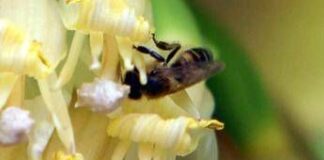 Punture api, vespe e zanzare: pericoli e rimedi secondo medici ed esperti