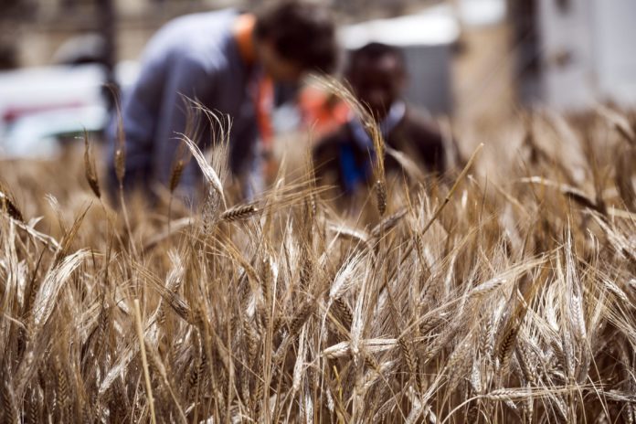 Aumento dei prezzi degli alienti, rischio crisi soprattutto per Paesi poveri EPA/ETIENNE LAURENT