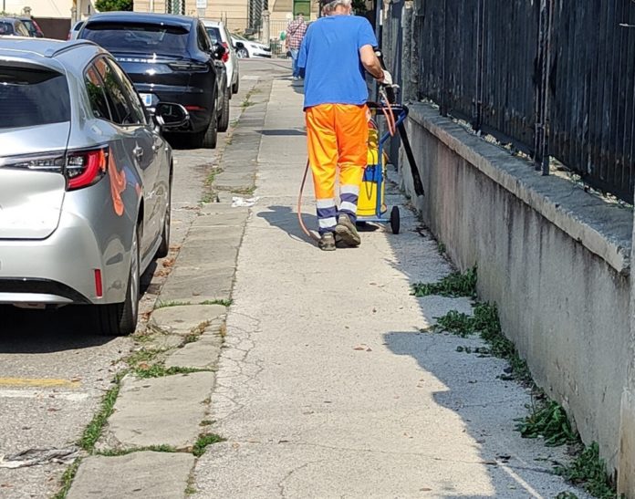 Vicenza Infestanti erba Vicenza Infestanti erba