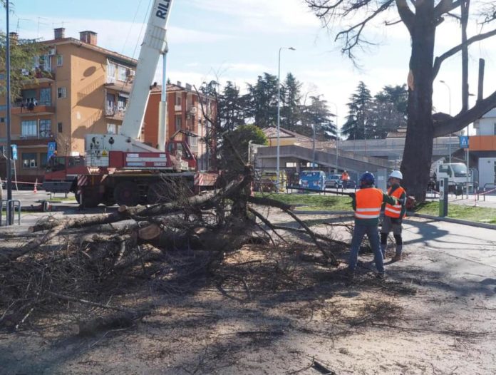 alberi tagliati in via Carpioni