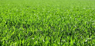 Ex acciaierie Beltrame a Vicenza, 290 mila euro per l’area destinata a parco