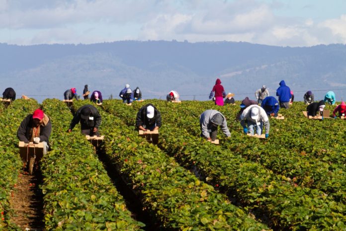 Lavoratori a schiena in giù nell'agropontino (foto Dokita)