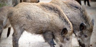 Peste suina, Piano di prevenzione Veneto. Regione: Tutela e contiene anche la specie selvatica Cinghiali peste suina preoccupazione veneto