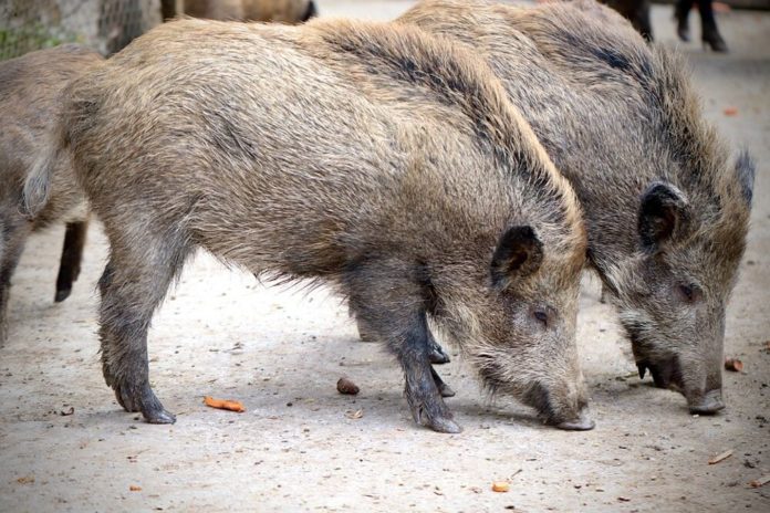 Cinghiali peste suina preoccupazione veneto