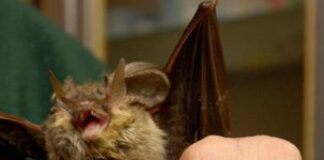 Diabete, il segreto dei pipistrelli: così tollerano record zuccheri nel sangue