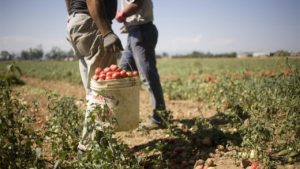 La faticosa raccolta dei pomodori nell'Agropontino (Dokita)