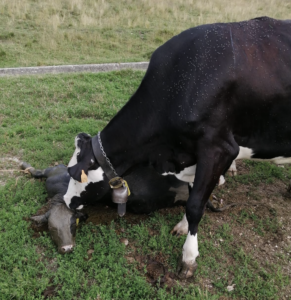 Mamma Francy lecca la vitellina Verena uccisa dal lupo