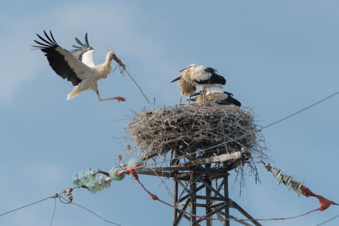 Quattro cicognini pronti a spiccare il volo da un nido su un palo di sostegno a Cartigliano (Vicenza) messo in sicurezza da E-Distribuzione con LIPU