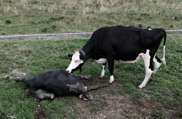 Mamma Francy e la vitellina Verona uccisa dal lupo in località Monte Corno (VI)