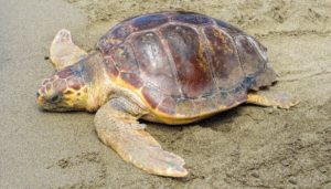 Tartaruga Caretta caretta