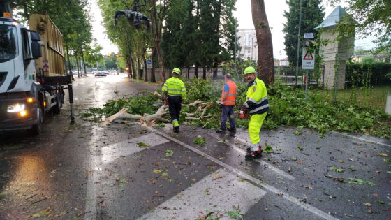 Alberi abbattuti dal vento in via Rodolfi (Vicenza)