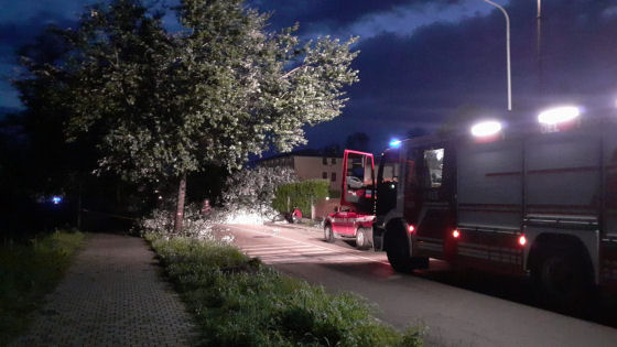 Alberi abbattuti dal vento a Maddalene (Vicenza)