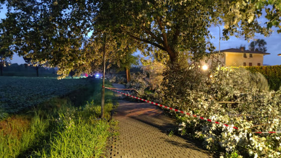 Alberi abbattuti dal vento a Maddalene (Vicenza)