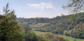 In arrivo tre nuovi boschi urbani a Vicenza, ass. Mattia Ierardi: Sant’Agostino, Maddalene e Gogna