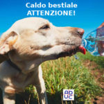Caldo bestiale, Aduc: “attenzione ai nostri animali domestici, ecco come evitare colpi di calore nei cani”