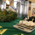 Traffici marijuana e cocaina, GdF Vicenza: arrestato anche grazie a cane Rey “titolare” a Nanto laboratorio clandestino con serra per cannabis Cannabis e cocaina a Nanto (VI) sequestrati da GdF di Vicenza