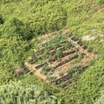 Elicottero GdF individua piantagione di canapa indiana nel territorio di Aprilia (LT): sequestrate piante alte 90 centimetri e denunciato un italiano Piantagione di canapa indiana individuataa d Aprila (Lt) da elicottero GdF