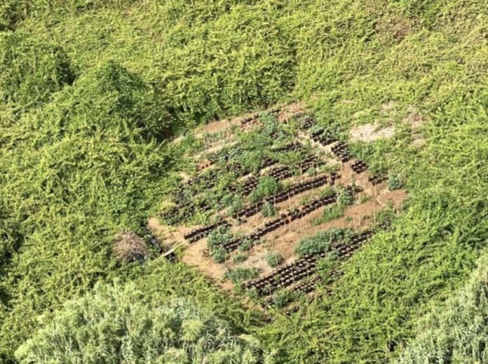 Piantagione di canapa indiana individuataa d Aprila (Lt) da elicottero GdF