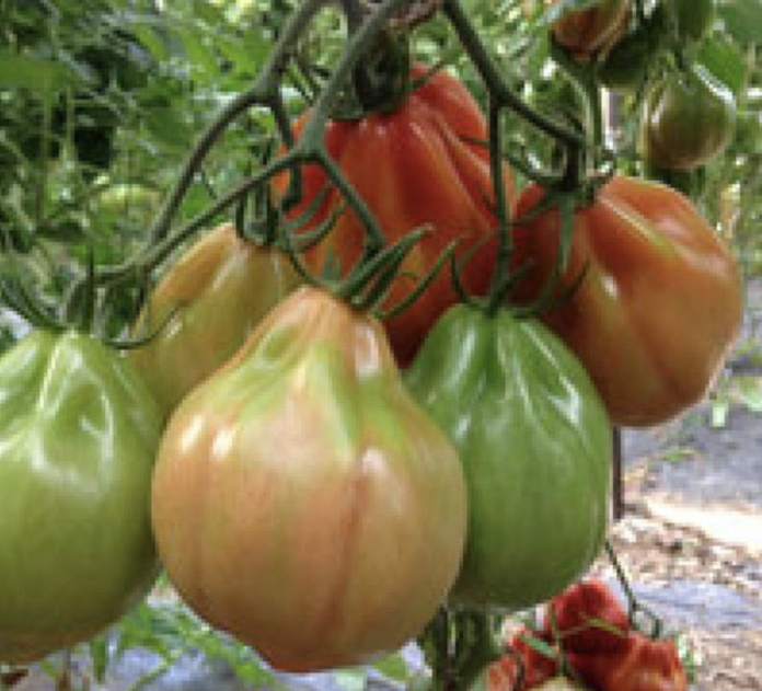 Pomodoro Cuore di bue