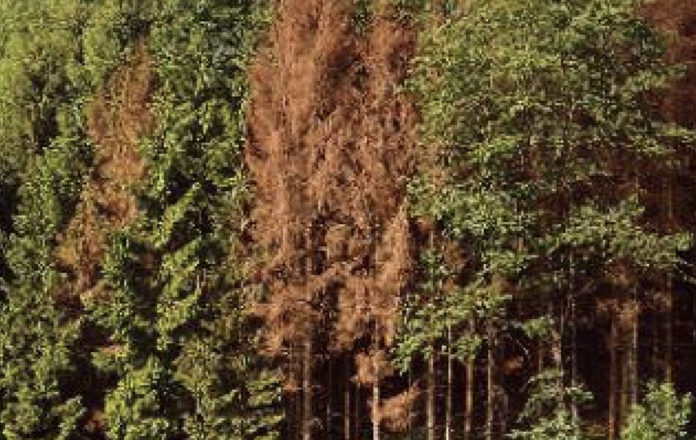 Foresta colpita prima dal Vaia e poi dal bostrico