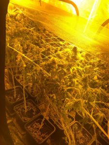 Serrra a Nanto per coltivazione cannabis sequestrata da GdF di Vicenza