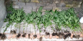 La polizia locale di Vicenza scopre giovane di 26 anni che in strada Sant’Antonino aveva seminato marijuana in un orto non suo